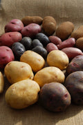 Seed Potatoes for Planting Outdoors, Mixed Red Yellow Purple Inside, 2 Pound Heirloom Potatoes Easy to Plant