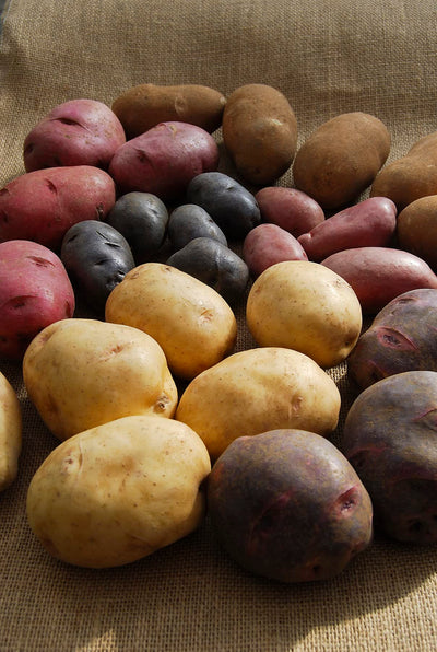 Seed Potatoes for Planting Outdoors, Mixed Red Yellow Purple Inside, 2 Pound Heirloom Potatoes Easy to Plant