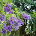Blue Jacaranda Tree Live Plant 6-8 Inch Tall, Jacaranda Mimosifolia Flowering Plants Well Rooted