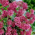 2 Pink Milkweed Plants Live Butterfly Asclepias Tuberosa, Wildflowers Perennial Bush, Swamp Common Plant, 5-9" in Tall, No Pot