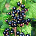 American Black Currant Live Fruit Plant, 6-12" Tall Starter Shrub for Garden, Patio, and Outdoor Spring Growing