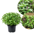 Basil Plants Live, 15 Green Basil Live Plants for Indoors, 4 to 8'' Tal, Herb Garden