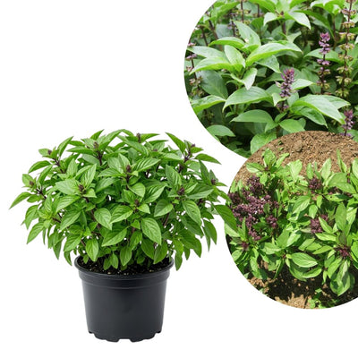Basil Plants Live, 15 Green Basil Live Plants for Indoors, 4 to 8'' Tal, Herb Garden