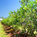 Blueberry Bushes Live Plant, 8-15 Inch Tall, Sweet Blueberry Plant Live for Planting, Berries Fruit Trees Live Plants (North Blueberry Plant)