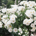 Fragrant Rose Plant Live Bush Shrub or Climbing, Old-Fashioned Roses Summer Rebloomer in 2.5 Inch Pot, Lanscape Rose Plant (Assorted) (White)