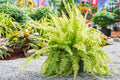 10 Cinnamon Fern Roots, Fern Live Plant Outdoors Bare Roots, 3 to 5 Inches Long Ground Cover Plant
