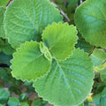 Set 2 Green Cuban Oregano Plants Live, 5 to 7 Inches Tall, Mexican Mint Spanish Thyme Live Plant for Home Garden Outdoor and Indoor