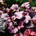 Purple Heuchera Plant Live, Purple Heuchera Coral Bells Live Plant for Gardening Indoor, 4 Inc Pot