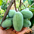 2 Bare Roots, Paw Paw Plants Live, Common Pawpaw Tree Live Plants, 6 to 11 Inc in Height