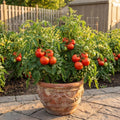 Big Tomato Live Plants, Red Tomato Plant 3-5" Tall