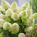Well-Rooted Hydrangea Live Plant in 2.5 Inch Pot, Hydrangea Tree Shrub Bush Perennial Outdoor Planting (Green)