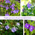04 Concord Blue Streptocarpella Plants Live, 4-6" Streptocarpus False African Violet Ladyslipper Primose Plant Like for Spring Planting, Fast-Growing