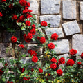 Fragrant Rose Plant Live Bush Shrub or Climbing, Old-Fashioned Roses Summer Rebloomer in 2.5 Inch Pot, Lanscape Rose Plant (Assorted Red)