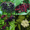 Elderberry Plant Live Tree for Planting, Elderberry Bushes Live Plant, 5 to 7 Inches Long