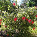 Hardy Hibiscus Plants Live Well-Rooted, Snow Flowers Hibiscus Tree Live Plant for Outdoor Full Sun Spring Planting, 5-9" in Tall, Perennial Growing