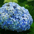 Blue Hydrangea Plant Live, Blue Blooming Flower, 1-1.5 Ft Tall