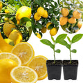 Sets 2 Meyer Lemon Tree Live Plant Potted, 1-2" Starter Yellow Lemon Lime Tree, Fragrant Indoor Outdoor Spring Planting