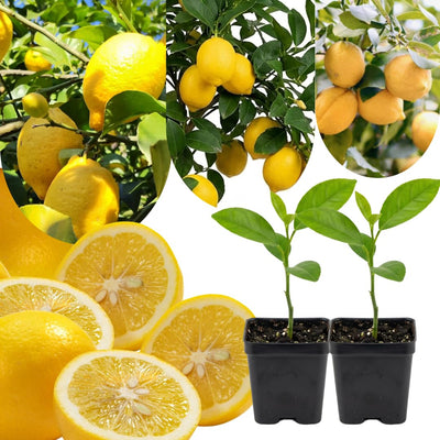 Sets 2 Meyer Lemon Tree Live Plant Potted, 1-2" Starter Yellow Lemon Lime Tree, Fragrant Indoor Outdoor Spring Planting