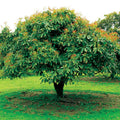 HASS Avocado Tree Live Plant, Avocado Seedling in 4-Inch Pot, 6-10” Tall Well-Rooted Avocado Plant for Indoor or Outdoor Growing