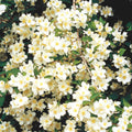 Fragrant Mock Orange Plants Tree Live Shrub House Plant Mock Orange Bush, Philadelphus Plant in Pot, 5-10 Inc Tall