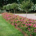 Bright Pink Rose Bushes Ready to Plant, Climbing Roses Live Plants Fragrant, 6-8 Inc Tall in Pot, Year-Round Blooming, Can Grow as Bush or Climber