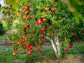Large Sweet Fruit Pomegranate Tree Live Plant, Well Rooted, 6 to 8 Inc Tall, Delicious Large Sweet Fruit