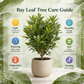 Bay Leaf Tree Live Plant, 1 Year Old Sweet Bay Laurel Laurus Nobilis Tree 8 to 10 Inches, Indoor Outdoor Planting