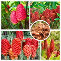 6 Fresh Shampoo Ginger Rhizomes, Red Pinecone Ginger Root, Zingiber Zerumbet Hardy Perennial for Planting in Garden