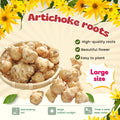 5 Jerusalem Artichoke Tubers for Planting, Fresh Sunroots Sunchokes, Edible Hardy Roots for Home Garden or Raised Beds
