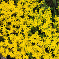 Gold Sedum Plant Live, Stonecrop Succulent Live Plant 2.5 Inch Container, Moss Sedum Ground Cover