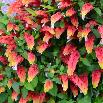 Live Red Shrimp Plants for Garden 5 Inc to 7 Inc Tall, Easy to Plant, 2 Plants, Red Shrimp Live Plants, Shrimp Well Rooted for Growing Indoor Outdoor, Shrimp Plants Live