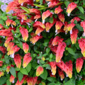 2 Shrimp Live Plants, Shrimp Plant Live, Justica Brandegeana Plant from 5 Inches Tall Seedling