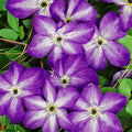 Purple White Clematis Vine Plant Live for Planting, Fragrant Clematis Plant Live in 2.5 Inches Pot, Clematis Flowers Perennial