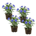 4 Mexican Petunia Live Plants 4–7 Inches Tall, Mexican Petunia Flowering Plants for Borders, Beds or Landscape (Blue Purple)