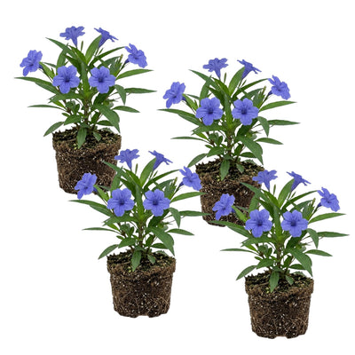 4 Mexican Petunia Live Plants 4–7 Inches Tall, Mexican Petunia Flowering Plants for Borders, Beds or Landscape (Blue Purple)