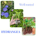 Hydrangea Live Plant in 2.5 Inc Pot, Hydrangea Tree Shrub Bush Perennial Outdoor Planting, Change Color Each Season (Rebloomer Pink Purple)