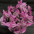 Pink Wandering Jew Plant, Live Pink Wandering Jew Vine, Fully Rooted Rare Indoor Plant, 3 Inc Pot