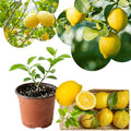 Live Yellow Lemon Tree, 3-5" Tall, Well Rooted for Planting