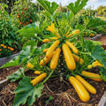 Set 2 Yellow Squash Zucchini Plants Live Vegetable Plant, 5-7''