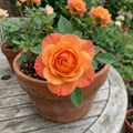 Orange Mini Rose Plant Live in 4 Inch Pot, Miniature Rose Flower Plant for Indoor Outdoor Garden, Patio and Home Decor, 4-6 Inches