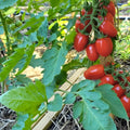 Tomato Plants Live for Planting, Long Red Tomato Plant, 6-8 Inc Tall, Tomatoes for Indoor Outdoor Planting