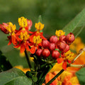 2 Milkweed Live Plants 4–7 Inches Tall, Milkweed Flowering Plants for Garden Beds, Borders or Landscape (Mix Milkweed)