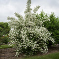 House Plant Mock Orange Bush Philadelphus, Fragrant Mock Orange Blossom Bush Shrub Live Plant Tree in Pot Ready to Plant, 5-9 Inc Tall