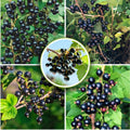 American Black Currant Live Fruit Plant, 6-12" Tall Starter Shrub for Garden, Patio, and Outdoor Spring Growing