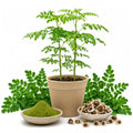 2PPP Live Moringa Plants, Oleifera Malunggay Trees 5-7 Inches Tall