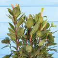 Bay Leaf Plant, Laurus Nobilis Bay Leaf Tree Live Plant, 5-9" Tall, Sweet Bay Laurel Live Plants Indoor Outdoor Patio Home Garden