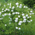 Viburnum Plant Live, Snowball Bushes Plant, 6 to 8 Inc Tall, Snowball Live Plant in 4 Inches Potted, Outdoor Planting
