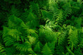 Fern Live Plant Indoors, 10 Cinnamon Fern Plants Live, 3 to 4 Inc Tall, 10 Bare Roots, No Plant