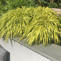 Golden Japanese Grass Plant, Perennial Grass Starter Plant Live, Outdoor Planting 5-8 Inches