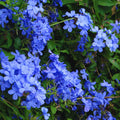 3 Plumbago Plants Live, Plumbago Live Plant, Perennial Flower Gardening for Patio Garden, 3-5'' (Blue)